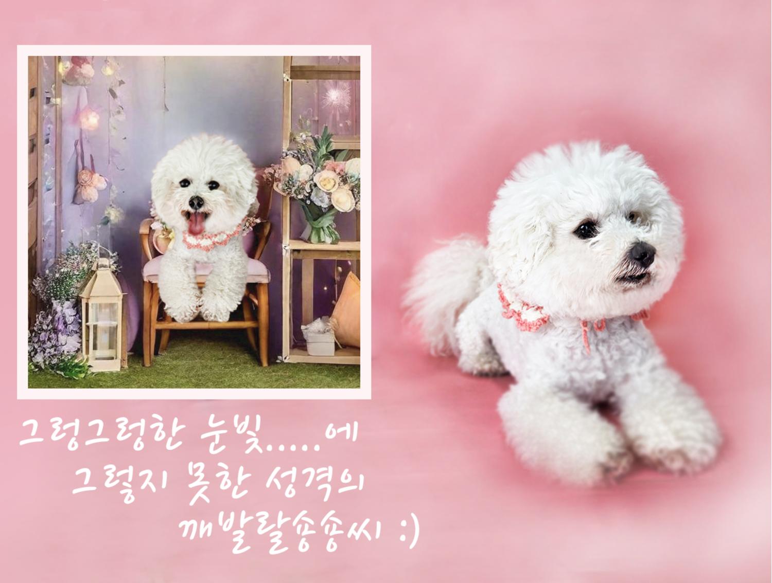 (사)영일동물플러스_447502202400288